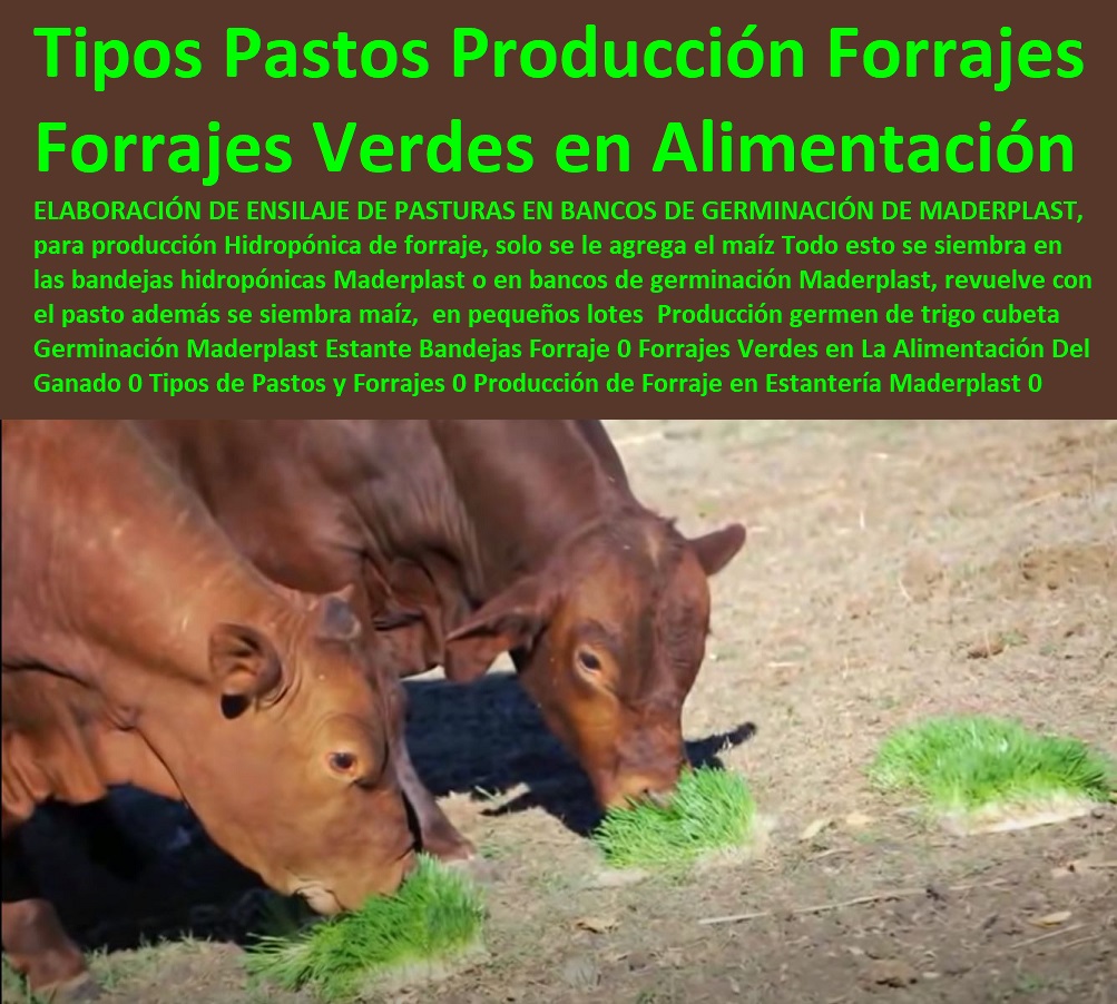 Producción germen de trigo cubeta Germinación Maderplast Estante Bandejas Forraje 0 Ganaderías Tecnificadas, Explotación Ganadera Automatizada, Sistemas de Pastoreo, Estabulación de Ganado, Pastoreo Intensivo, Establos, Corrales, Saladeros, Comederos, Cerramientos, Postes, Ganaderías Tecnificadas, Forrajes Verdes en La Alimentación Del Ganado 0 Tipos de Pastos y Forrajes 0 Producción de Forraje en Estantería Maderplast 0 Banco de Germinación Producción germen de trigo cubeta Germinación Maderplast Estante Bandejas Forraje 0 Forrajes Verdes en La Alimentación Del Ganado 0 Tipos de Pastos y Forrajes 0 Producción de Forraje en Estantería Maderplast 0 Banco de Germinación